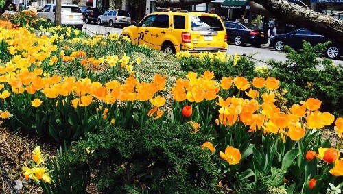 CCS Grantee: Broadway Mall Association Broadway Mall Association